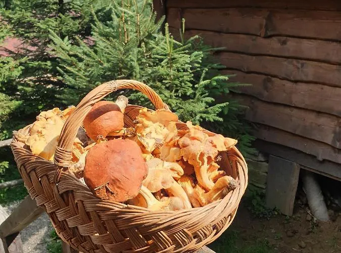 аляска بيت للعطل أوريافتشيك
